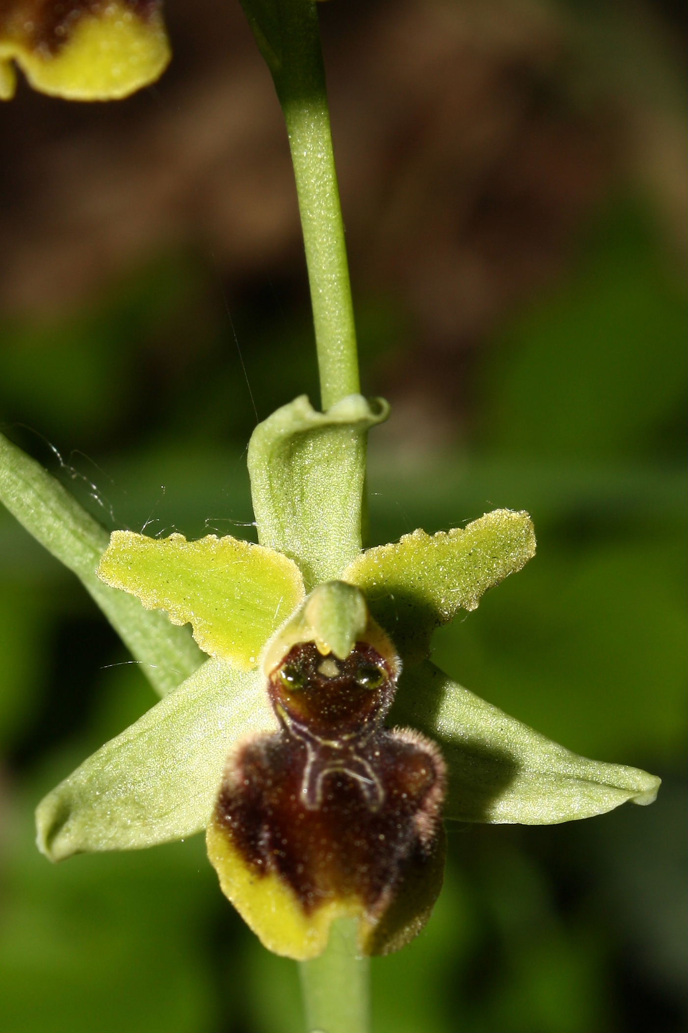 Ophrys sphegodes da determinare-2